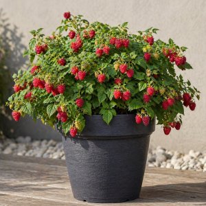  Malina červená (Rubus idaeus)  ‘RUBY BEAUTY’®  – výška 20-30cm, kont. C2L